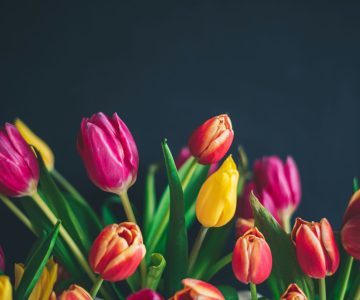 Tulips by Libby Penner